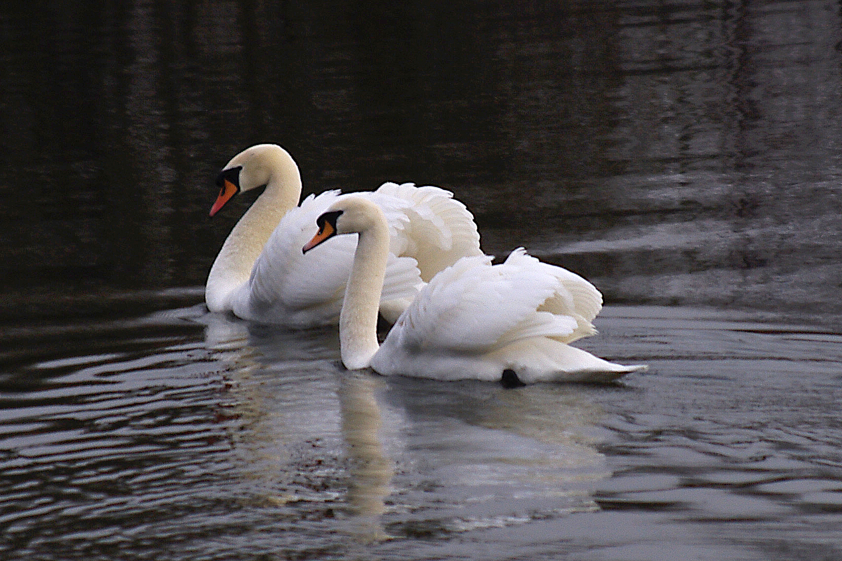 Perfect Harmony