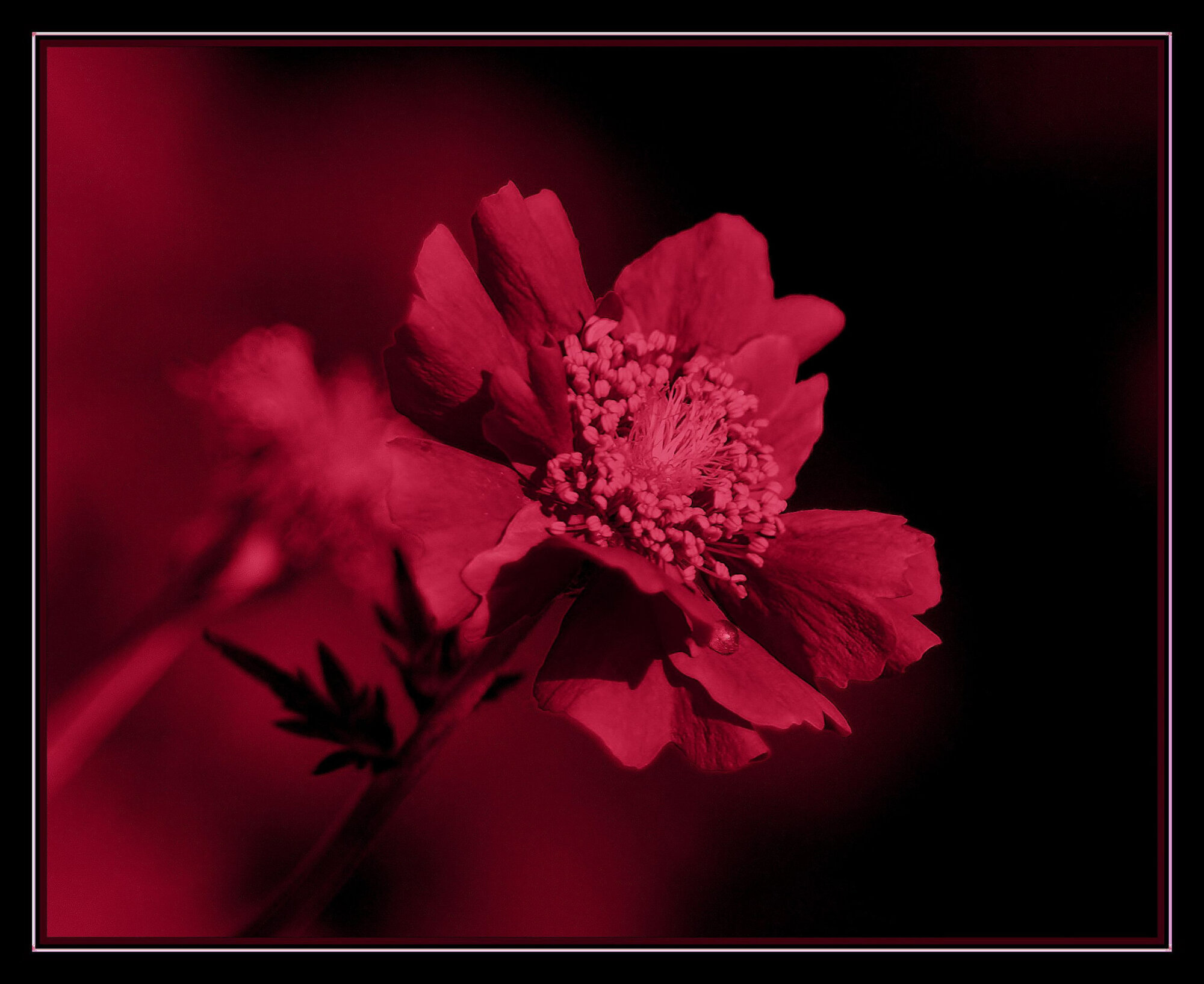 Ruby Tear