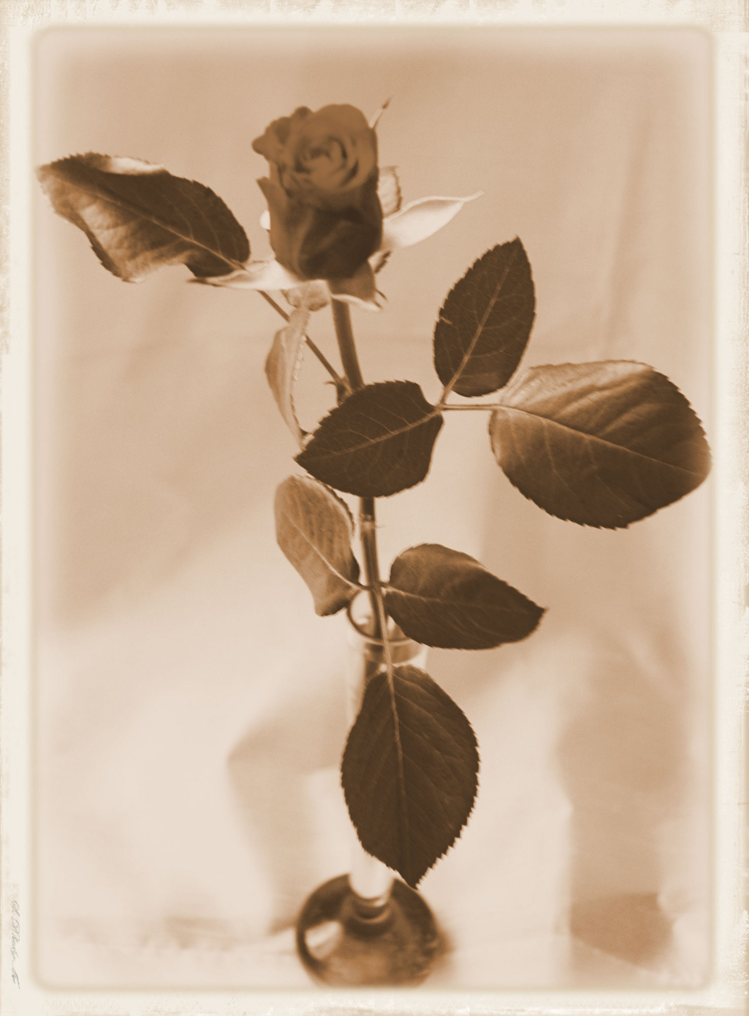Single rose.