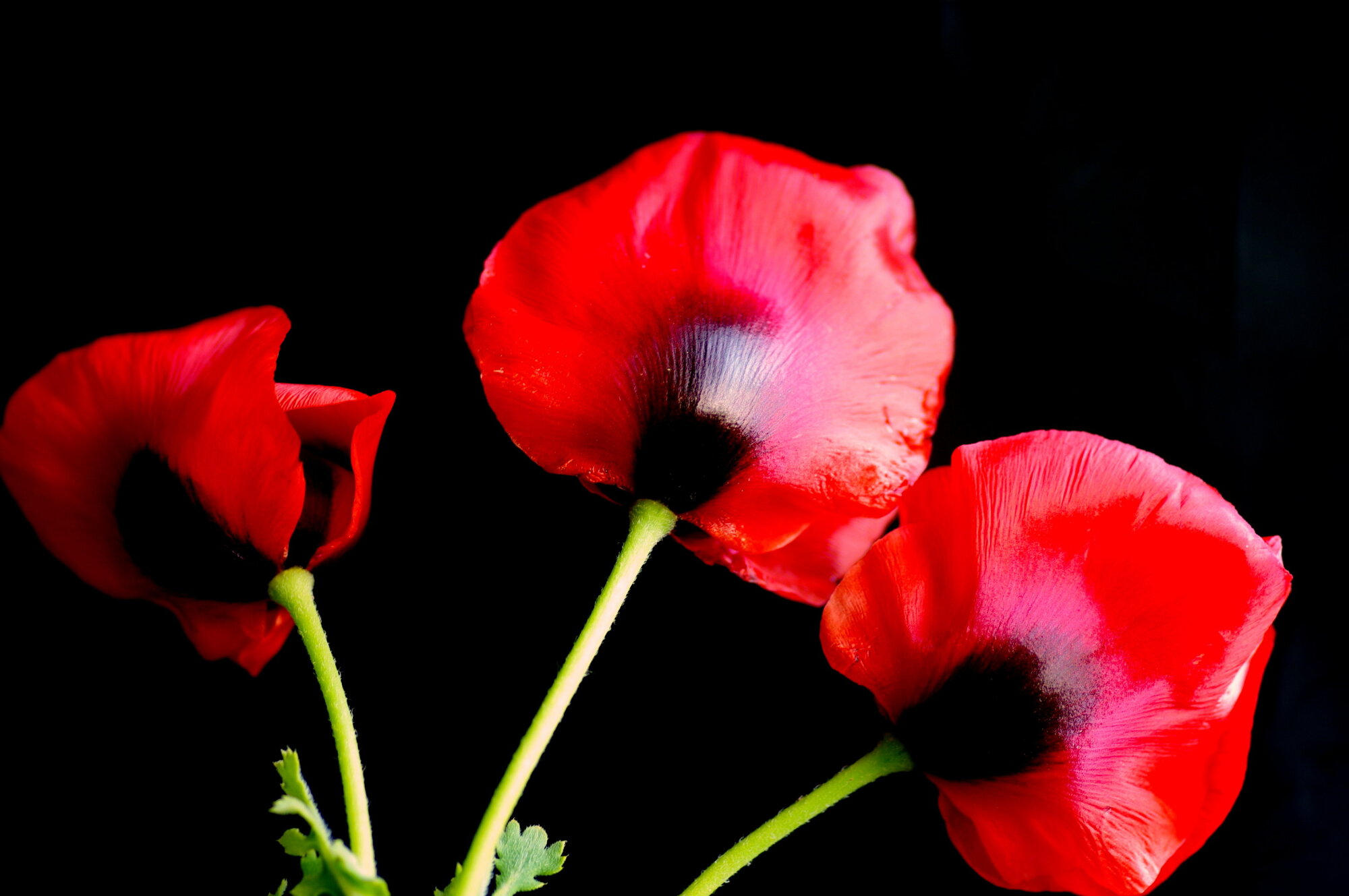 Time for Poppies