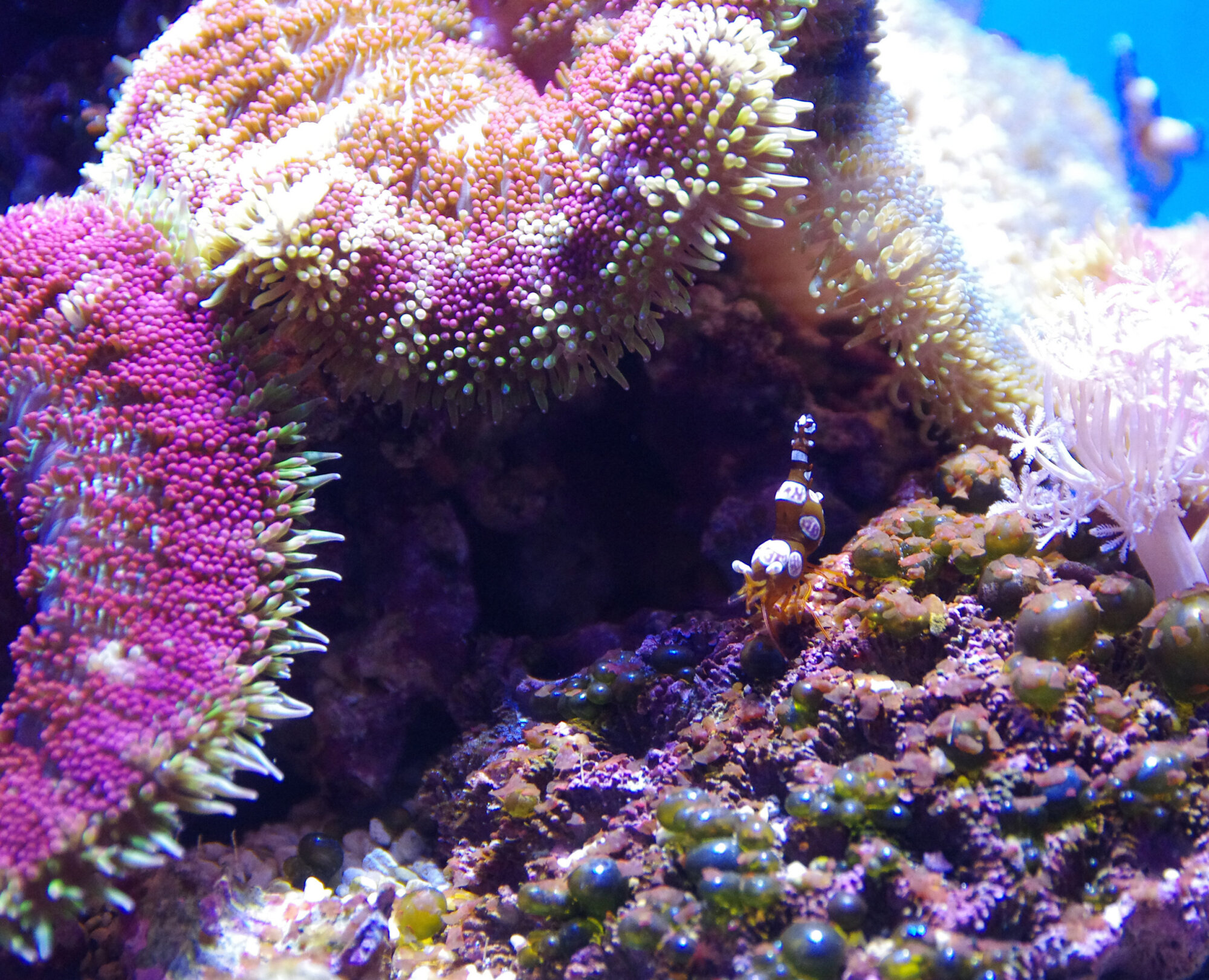 Tropical Shrimp