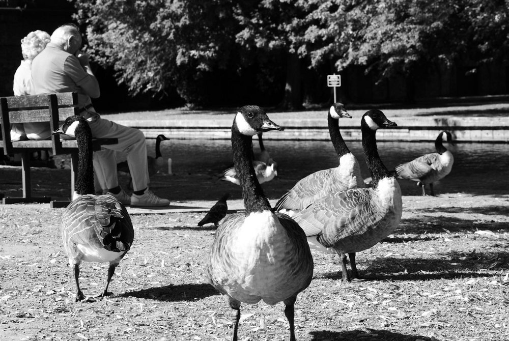 7 Geese