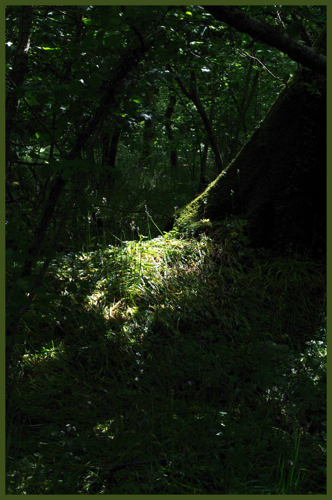 A nice spot in the woods