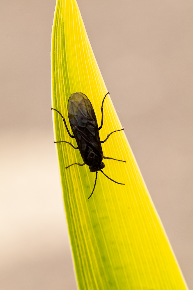 Bug