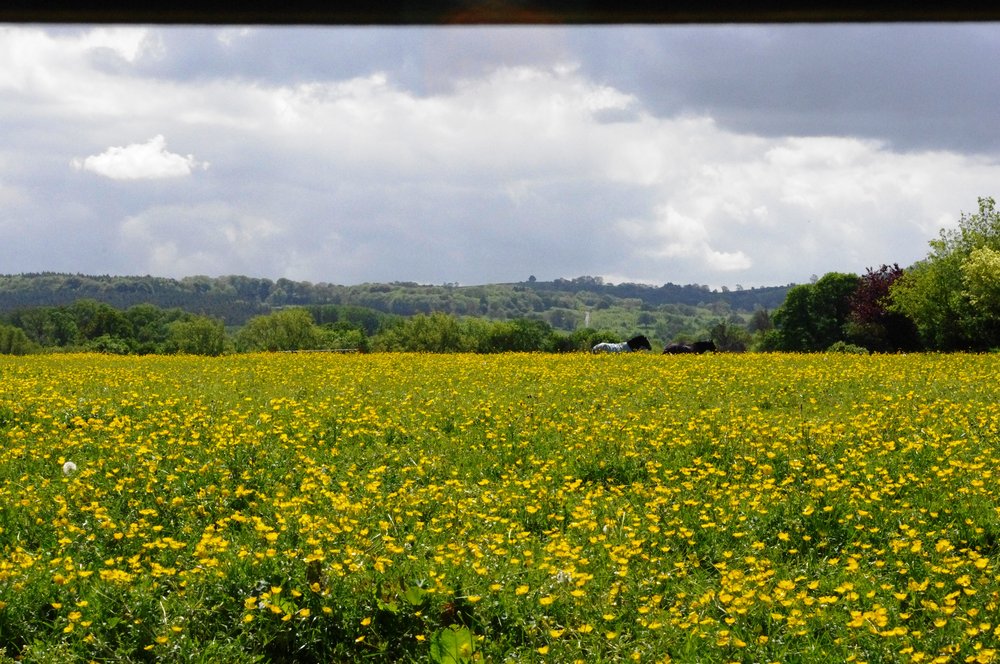 Buttercups