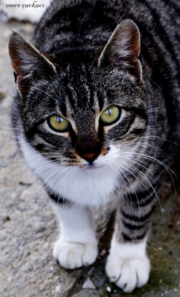 CAT !