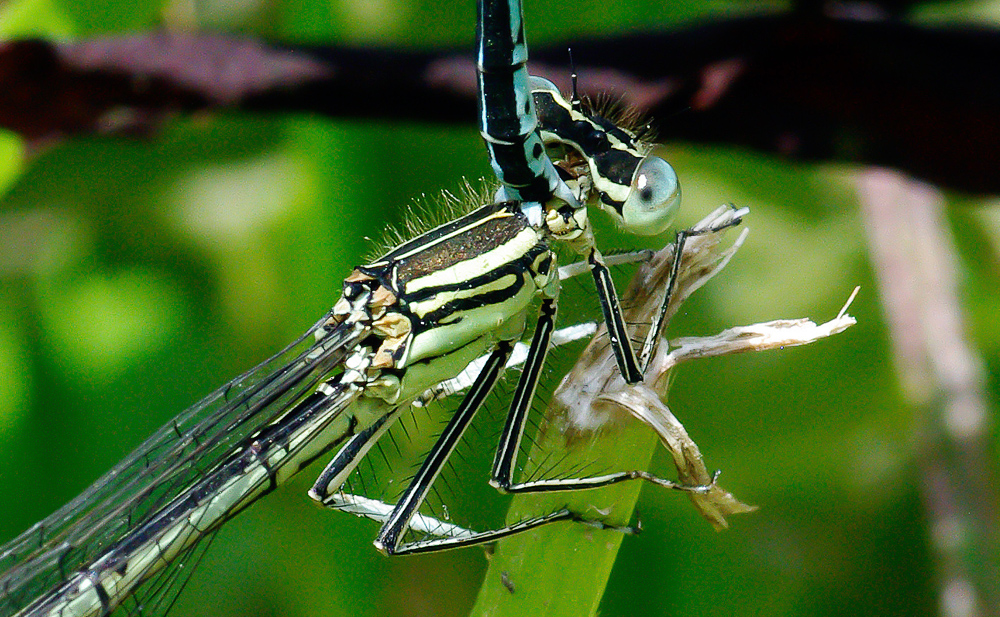 Close-Up of the Close-Up