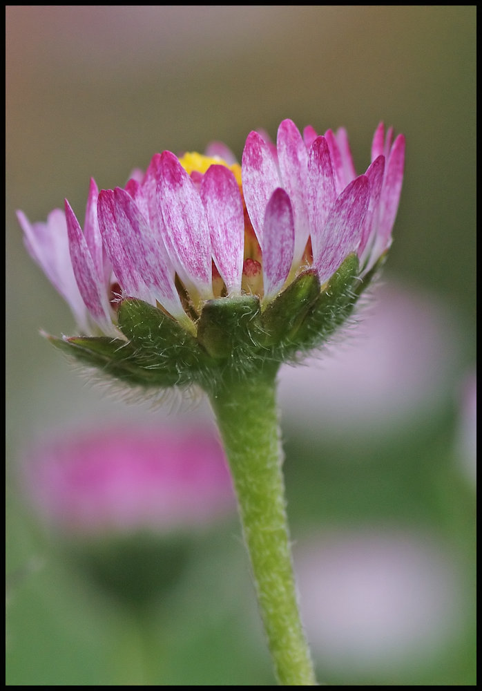 Daisy