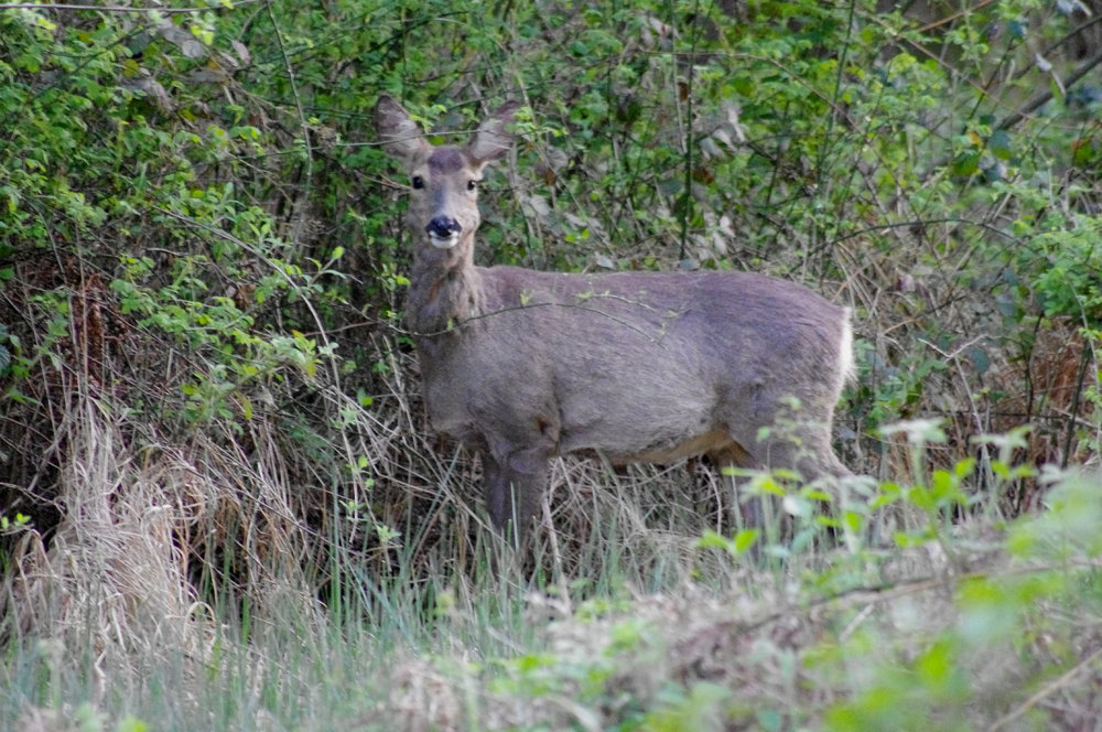 Deer