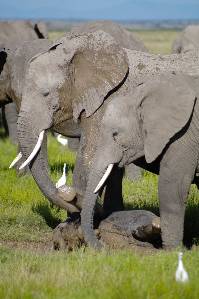 Elephants