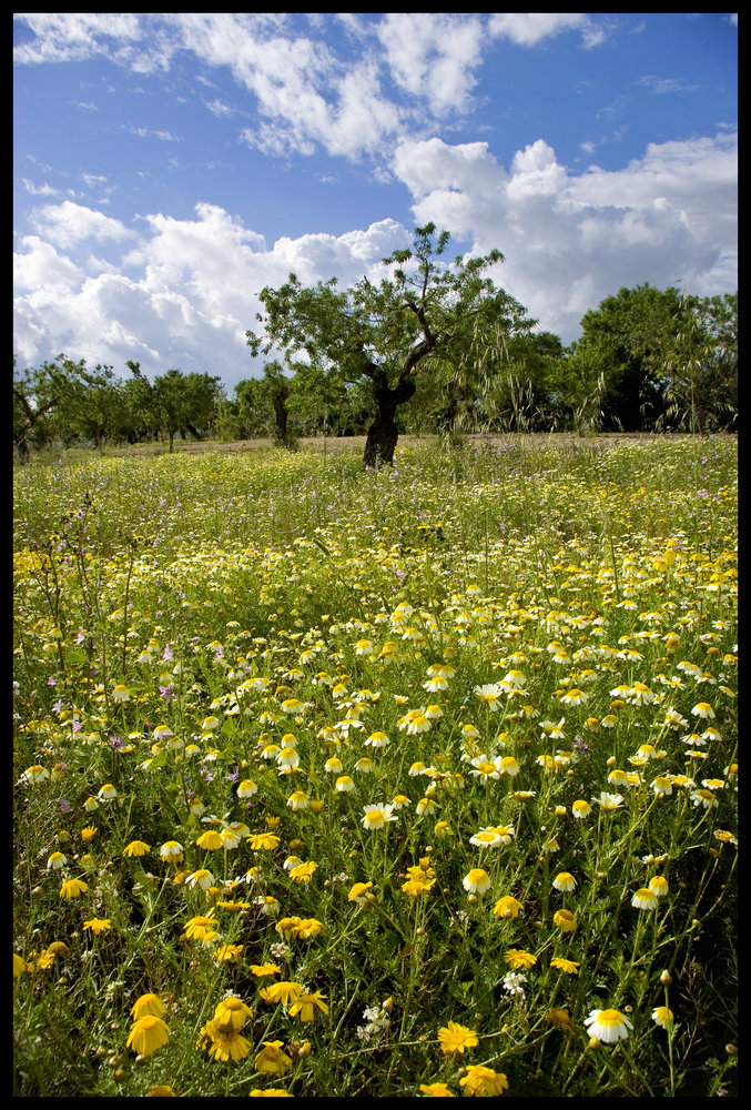 Field with Wild Flowers