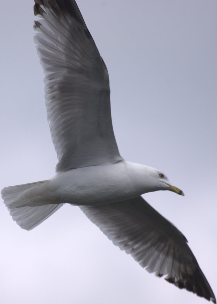 Flying high