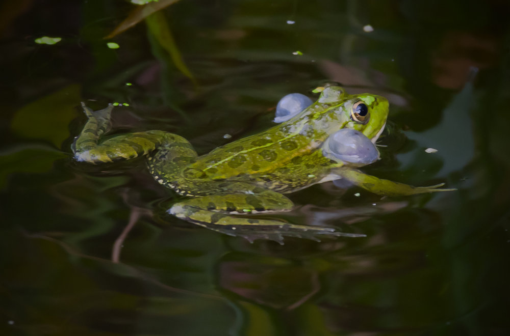 Frog