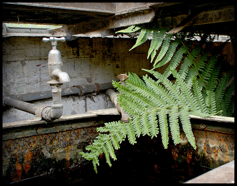Greenhouse Cistern with Fern