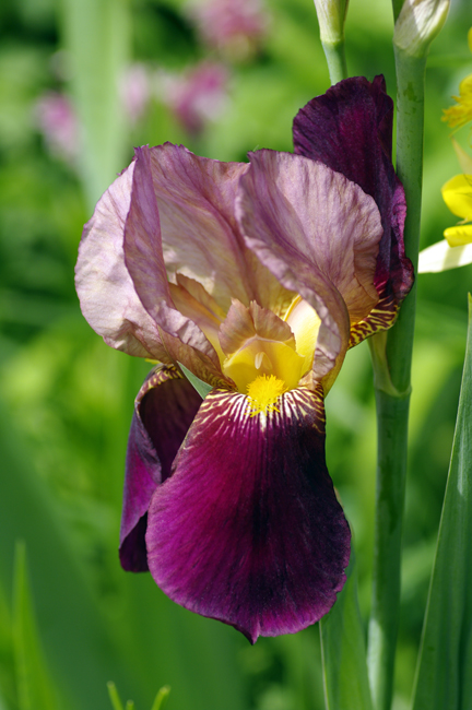 Iris_Purple