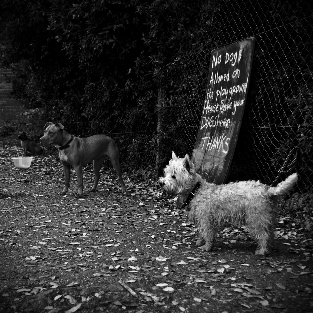 no dogs allowed on the playground