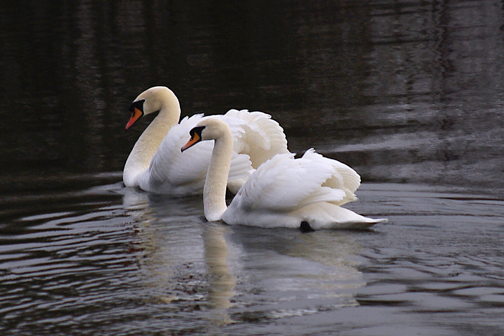 Perfect Harmony