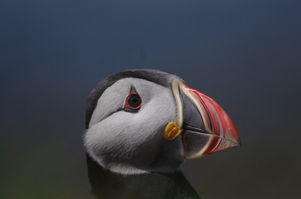 puffin