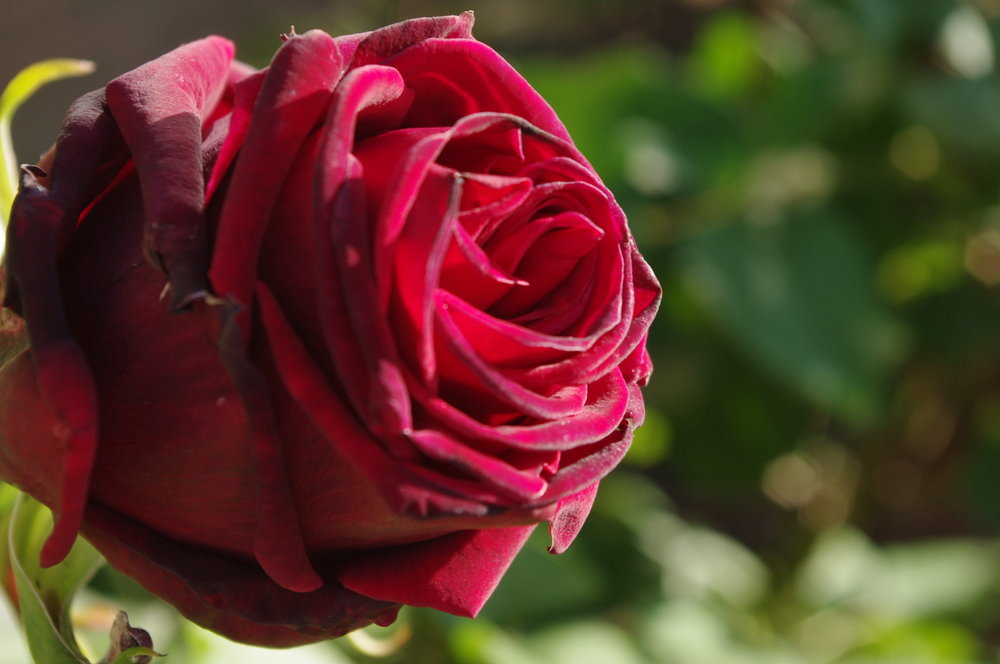 Same rose different angle.
