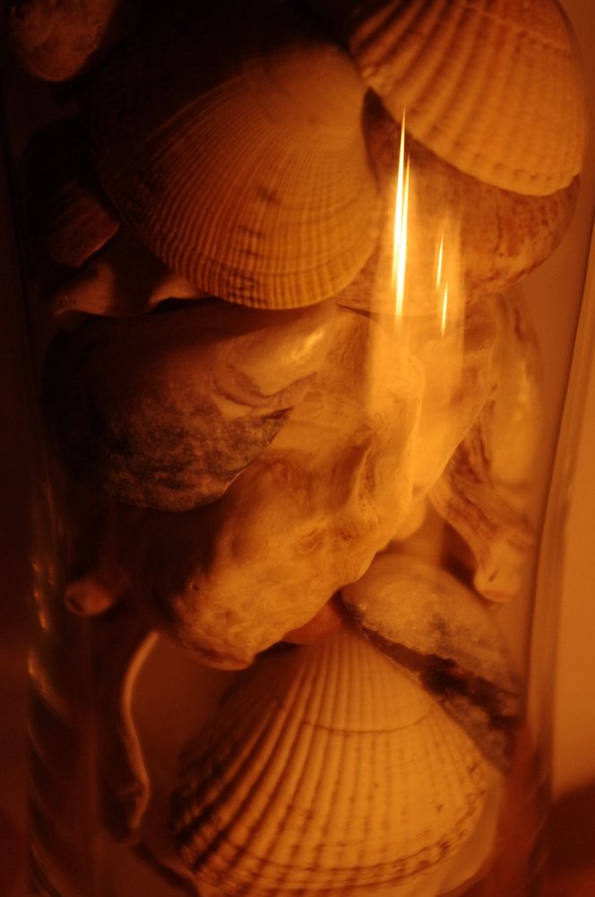 Shells in glass
