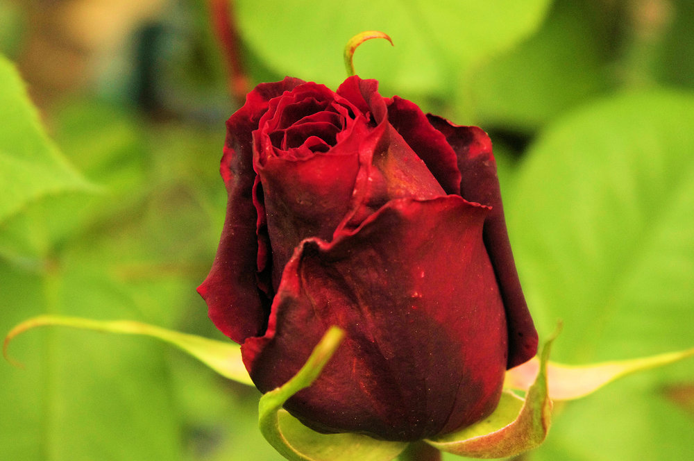 Single rose bud
