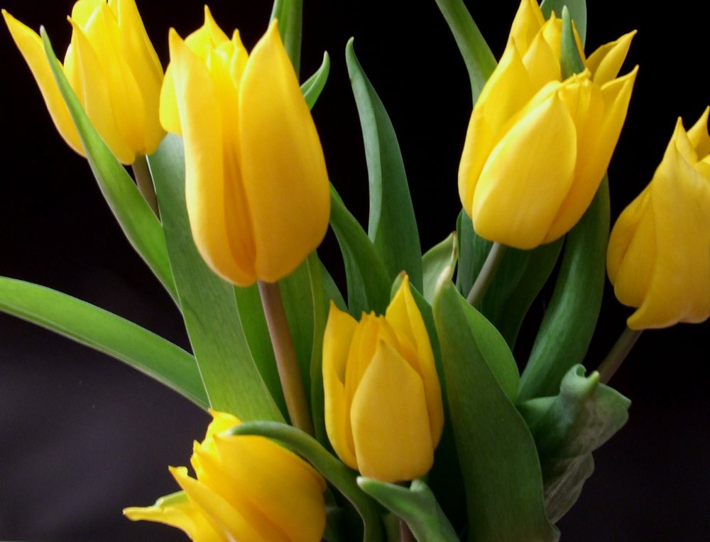 the original tulips