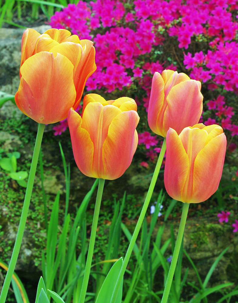 Tulips