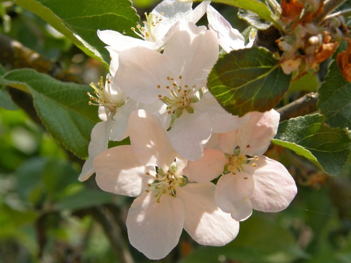 White blossom