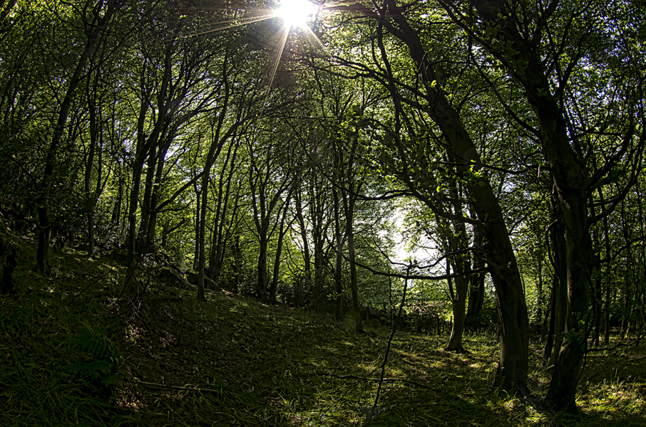 Woodland