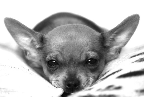 Bat ears