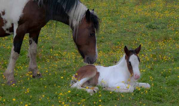 A mother's love
