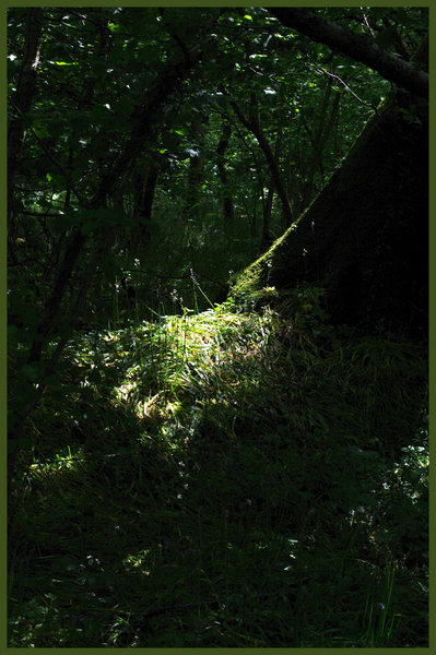 A nice spot in the woods