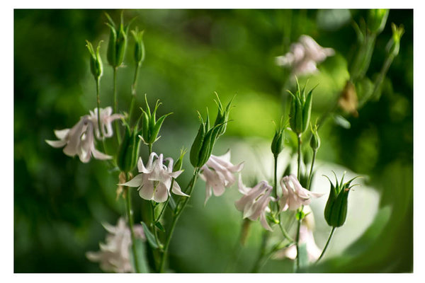 Aquilegia and seedpods.