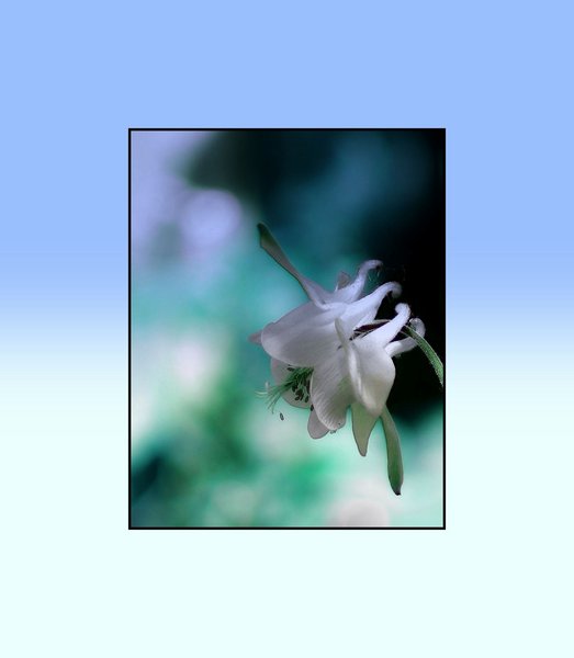 Aquilegia with a touch of ice