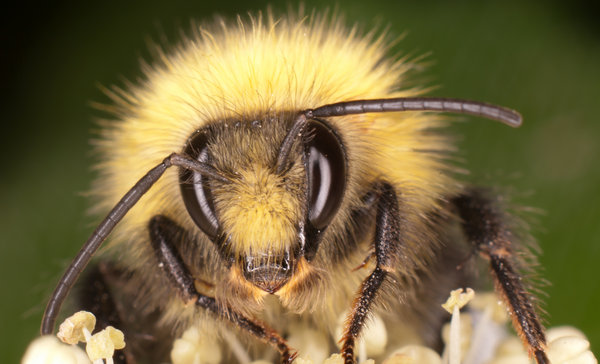 Bee gone