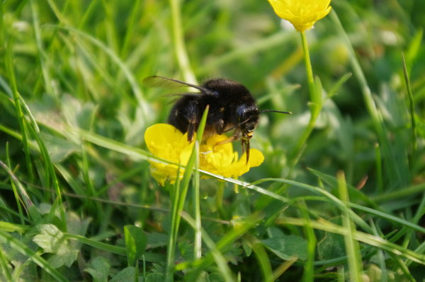 Bumble-bee