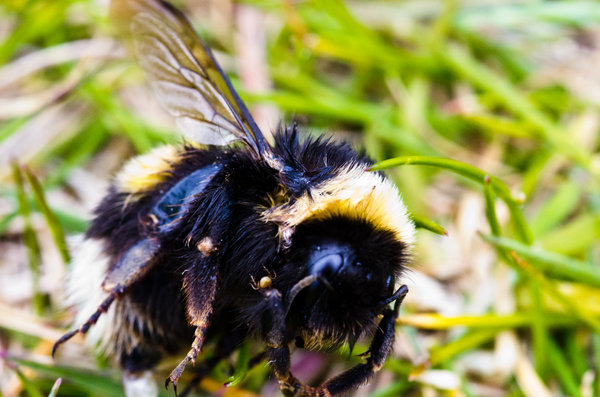 Bumble Bee