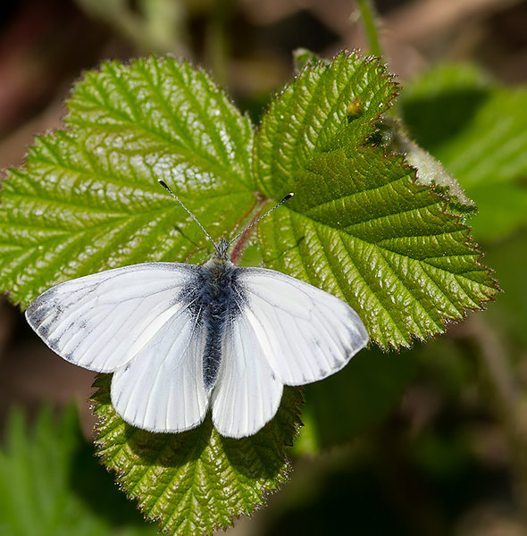 Cabbage White