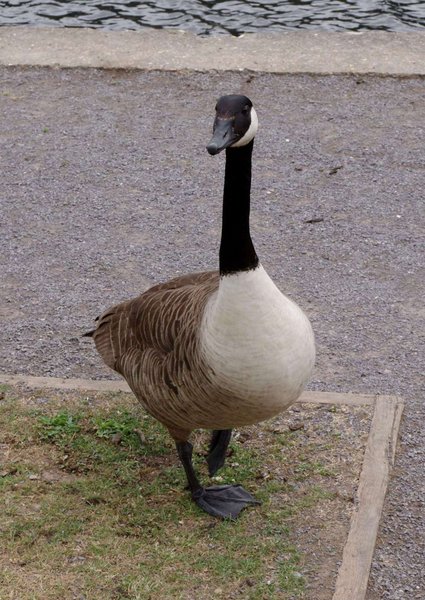 Canada Goose