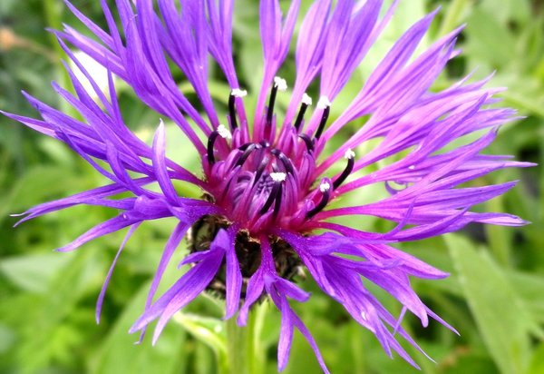 Centaurea Montana no 2