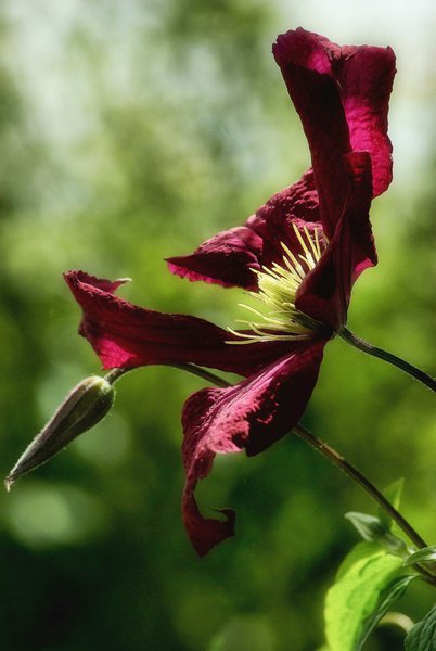 Clematis