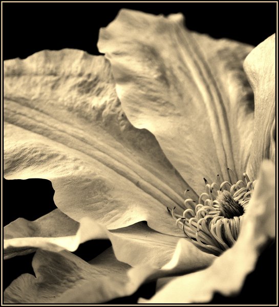 Clematis Poulala