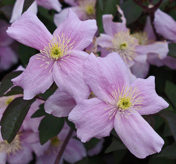 Clematis