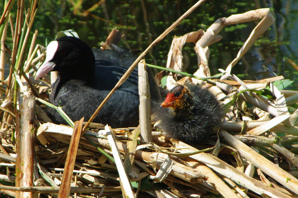 coot and chick in nest