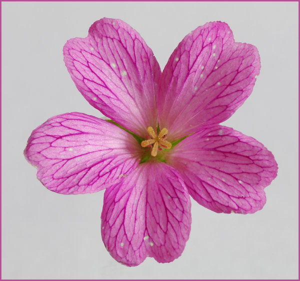 Cranesbill