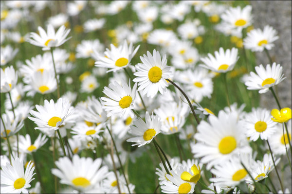 Daisies