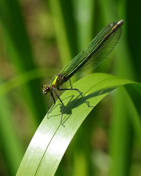 Damselfly in green