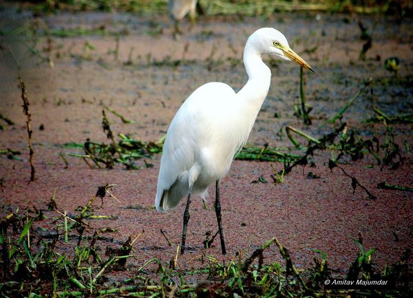 Egret