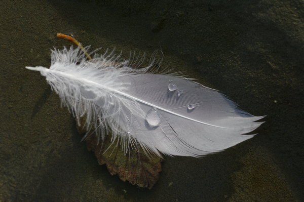 Feather drops