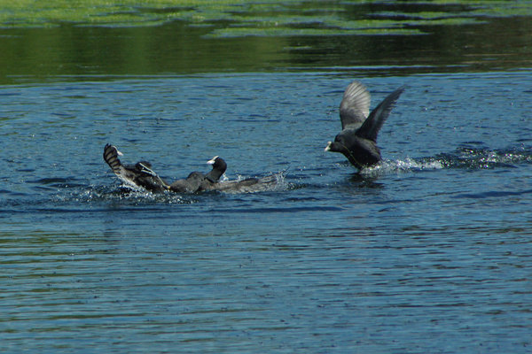 fighting coots